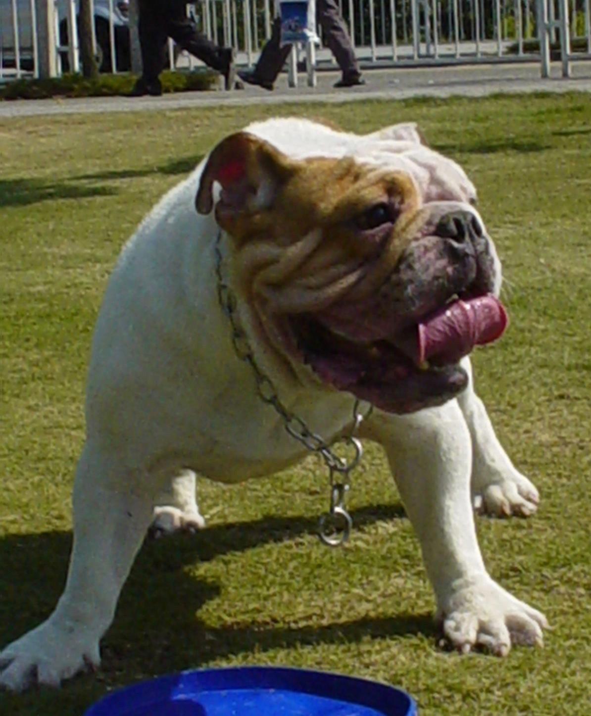 英国国宝犬:英国獒英姿飒爽不输藏獒