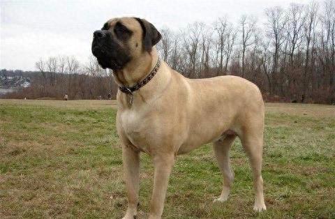 英国国宝犬:英国獒英姿飒爽不输藏獒