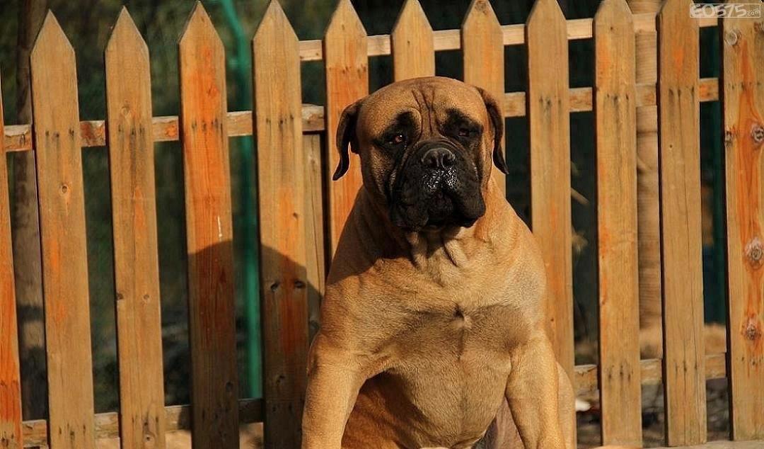 英国国宝犬:英国獒英姿飒爽不输藏獒