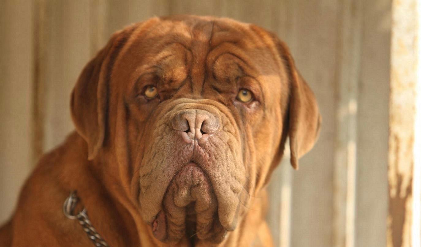 英国国宝犬:英国獒英姿飒爽不输藏獒