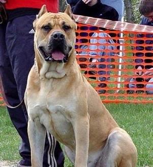 英国国宝犬:英国獒英姿飒爽不输藏獒