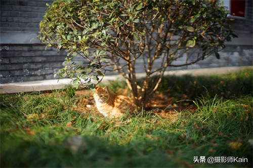 隐藏在市中心的道教圣地——成都青羊宫