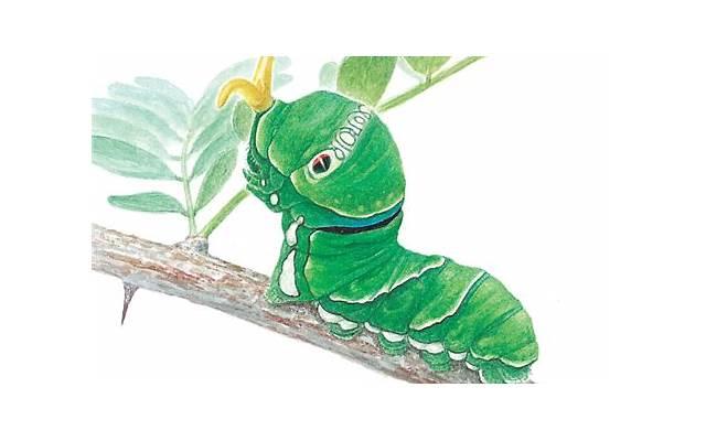 结婚后发现女方无法生育,男方离婚再娶可以吗