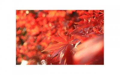 ​结婚三十二年是什么婚