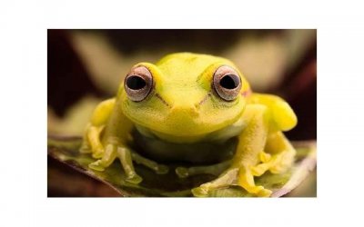 ​巨蟹男会有多宠白羊女（哄白羊女的方法）