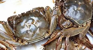 三门青蟹死了多久不能吃了,青蟹买回来怎么养几天可以吃图7