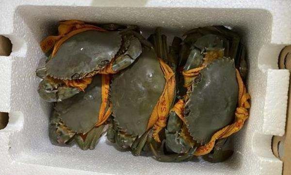 三门青蟹死了多久不能吃了,青蟹买回来怎么养几天可以吃图2