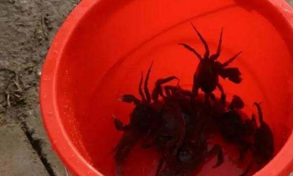 三门青蟹死了多久不能吃了,青蟹买回来怎么养几天可以吃图3