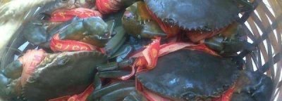 ​三门青蟹死了多久不能吃了,青蟹买回来怎么养几天可以吃