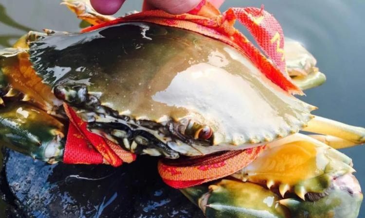 死螃蟹多久就不能吃了 知乎