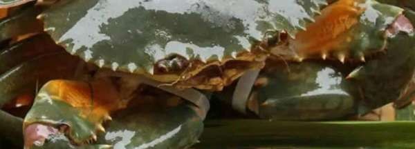 三门青蟹死了多久不能吃了,青蟹买回来怎么养几天可以吃图5