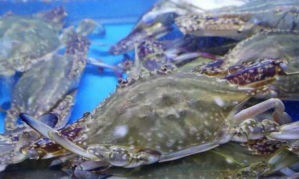 三门青蟹死了多久不能吃了,青蟹买回来怎么养几天可以吃图4