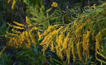 羊年出生的人的命运如何  出生在羊年的命运