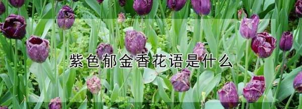 紫色郁金香花语,紫色郁金花的花语是什么图2
