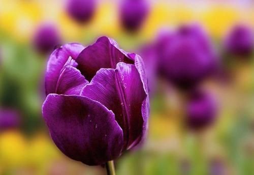 紫色郁金花的花语是什么