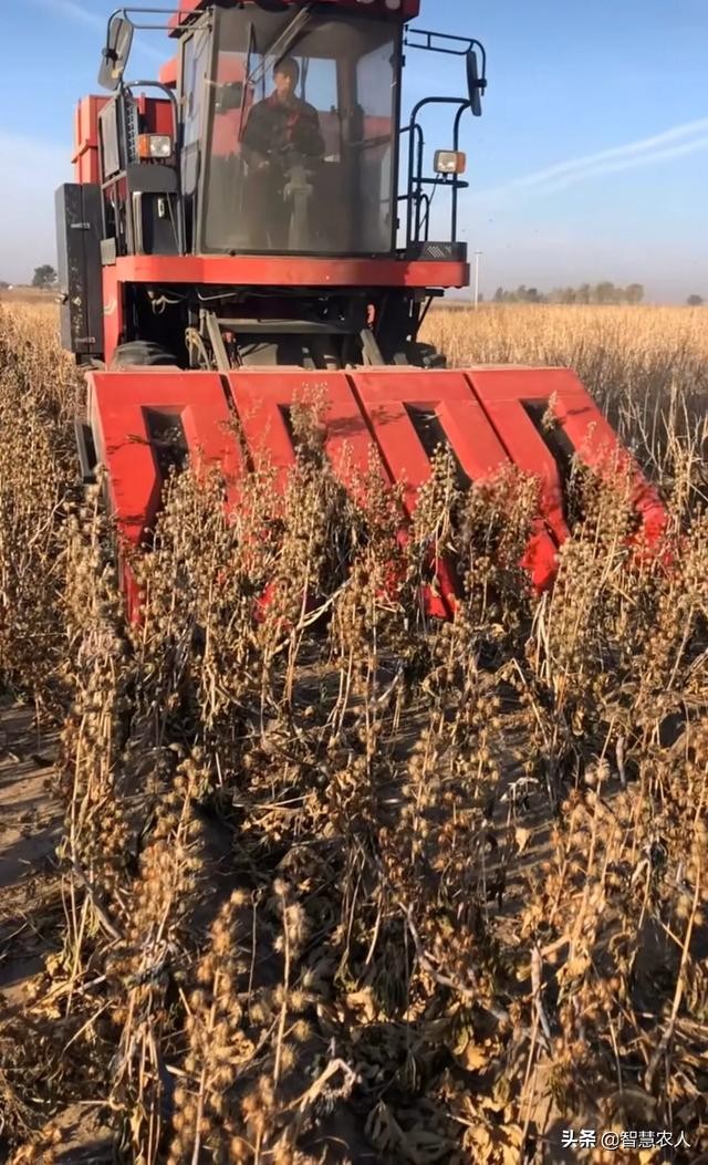 蓖麻 种植技术（蓖麻种植技术你真的了解吗）(2)