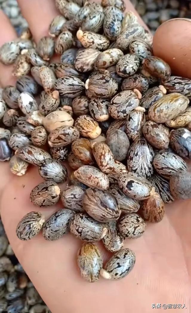 蓖麻 种植技术（蓖麻种植技术你真的了解吗）(1)