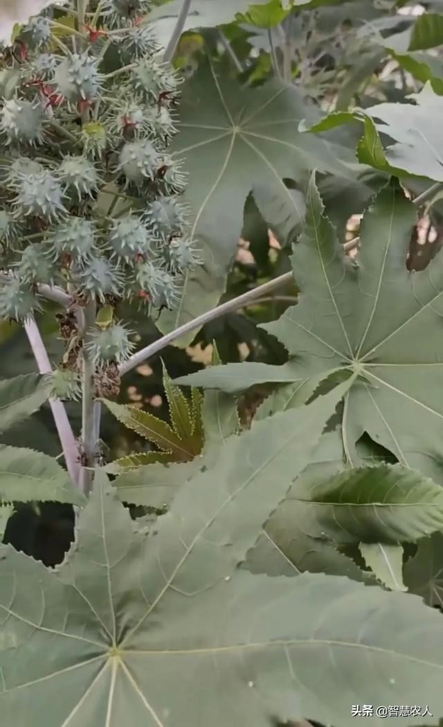蓖麻 种植技术（蓖麻种植技术你真的了解吗）(5)