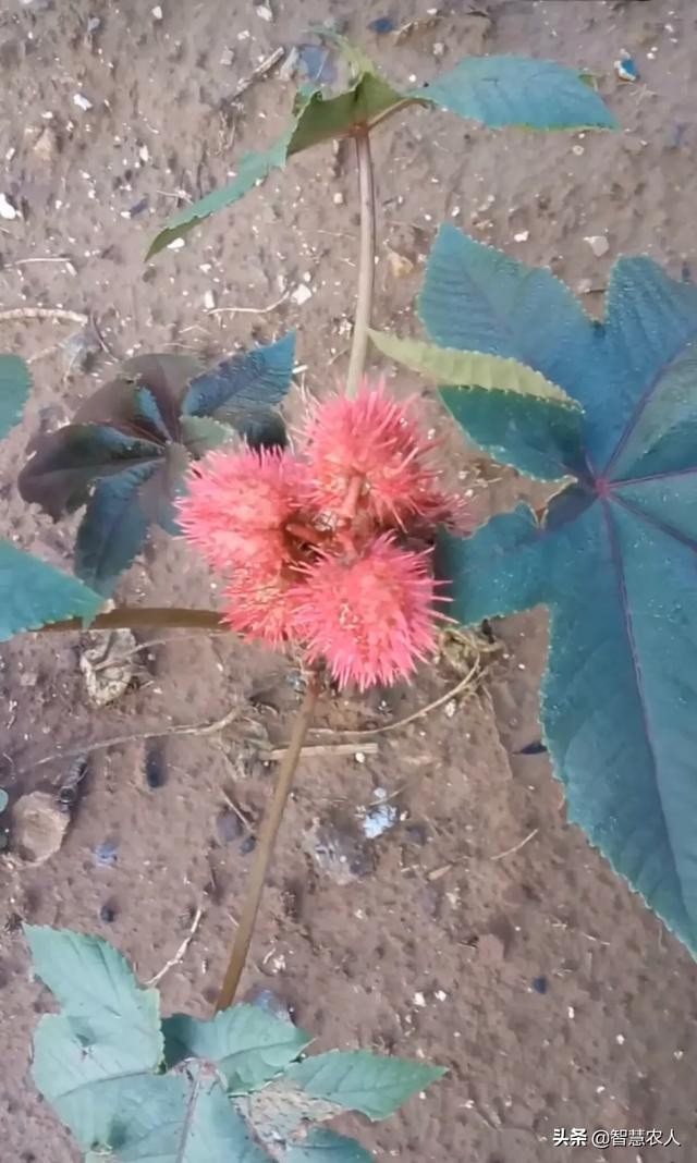 蓖麻 种植技术（蓖麻种植技术你真的了解吗）(4)