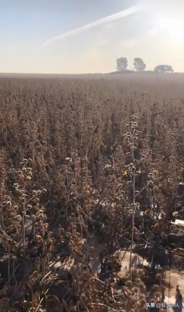 蓖麻 种植技术（蓖麻种植技术你真的了解吗）(3)