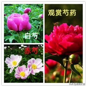 ​芍药种植方法和时间（芍药什么时间种植？移栽时做好3件事，远离病虫草害困扰