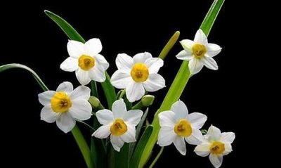 ​对水仙花的感悟，二年级关于水仙花的感悟？