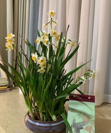 希腊神话水仙花的故事的启示