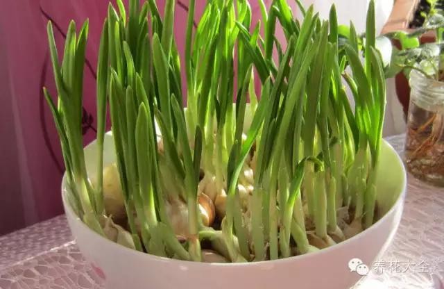 含羞草什么时候开花（8种适合孩子养的花花草草）