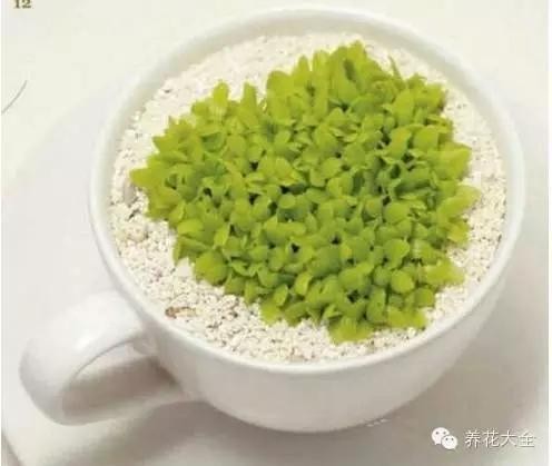 含羞草什么时候开花（8种适合孩子养的花花草草）