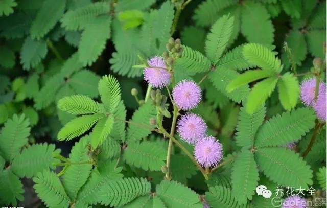 含羞草什么时候开花（8种适合孩子养的花花草草）