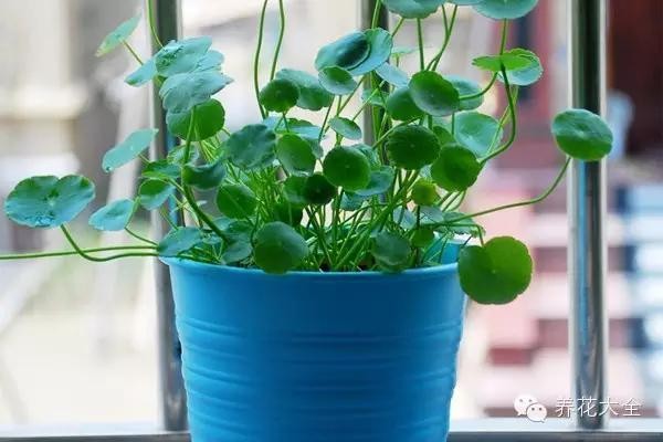 含羞草什么时候开花（8种适合孩子养的花花草草）