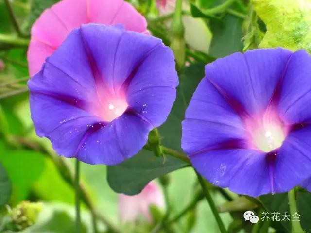 含羞草什么时候开花（8种适合孩子养的花花草草）