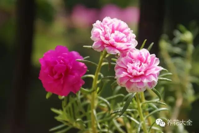 含羞草什么时候开花（8种适合孩子养的花花草草）