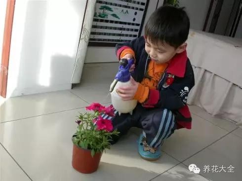 含羞草什么时候开花（8种适合孩子养的花花草草）