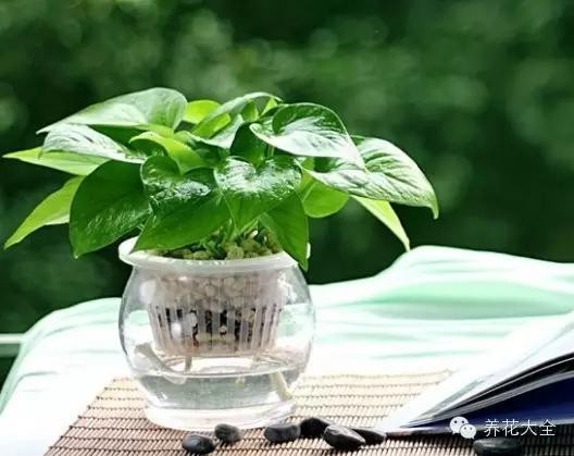 含羞草什么时候开花（8种适合孩子养的花花草草）