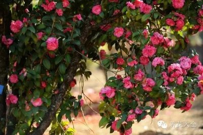 ​含羞草什么时候开花（8种适合孩子养的花花草草）