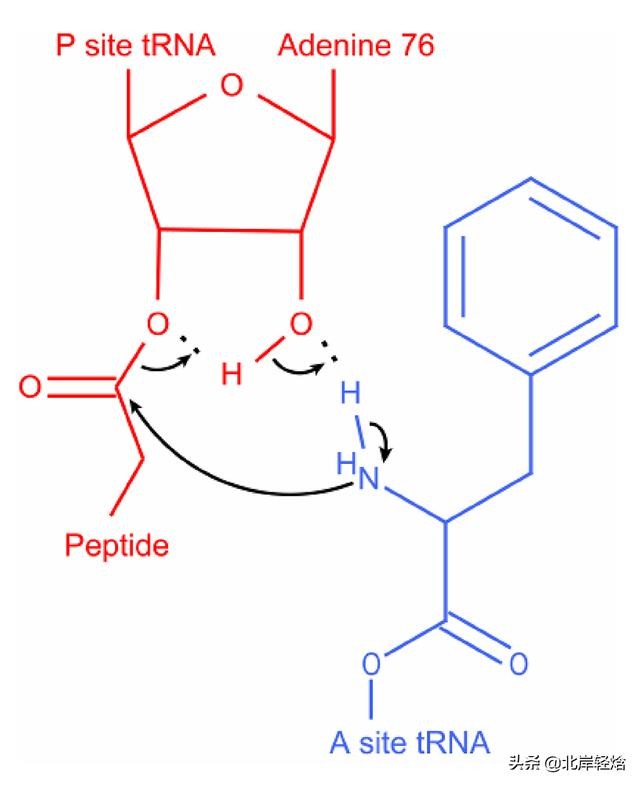 核糖体上蛋白质的合成过程（揭开生物体内合成蛋白质的奥秘）(22)