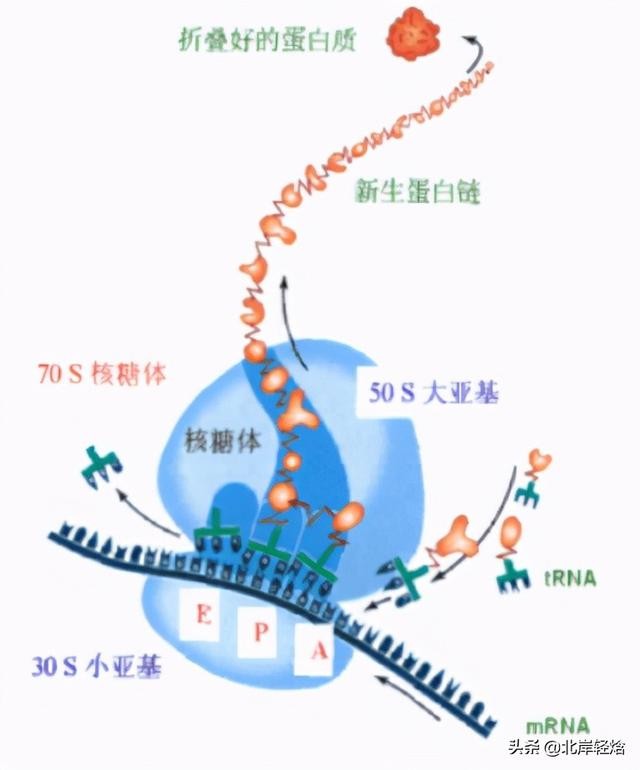 核糖体上蛋白质的合成过程（揭开生物体内合成蛋白质的奥秘）(21)