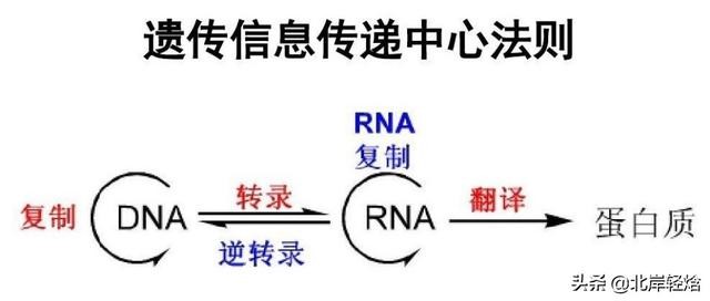 核糖体上蛋白质的合成过程（揭开生物体内合成蛋白质的奥秘）(15)