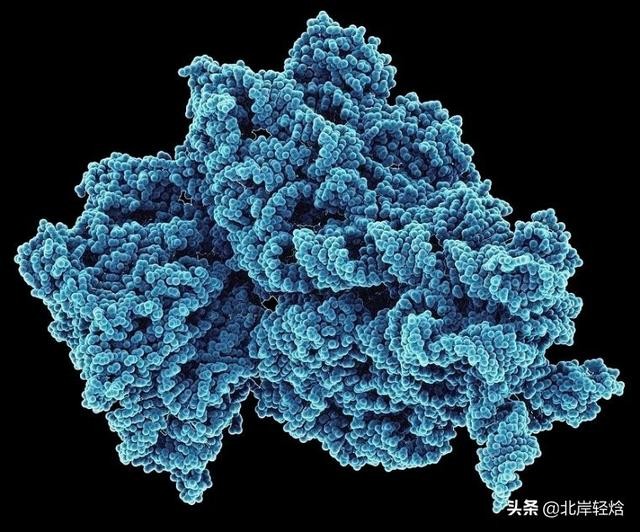 核糖体上蛋白质的合成过程（揭开生物体内合成蛋白质的奥秘）(24)