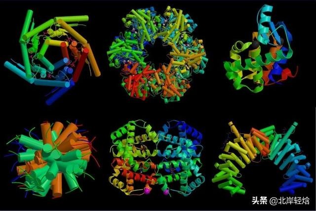 核糖体上蛋白质的合成过程（揭开生物体内合成蛋白质的奥秘）(13)