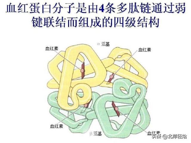 核糖体上蛋白质的合成过程（揭开生物体内合成蛋白质的奥秘）(12)