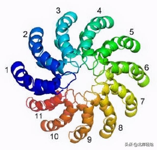 核糖体上蛋白质的合成过程（揭开生物体内合成蛋白质的奥秘）(7)