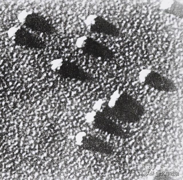 核糖体上蛋白质的合成过程（揭开生物体内合成蛋白质的奥秘）(18)