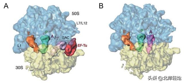 核糖体上蛋白质的合成过程（揭开生物体内合成蛋白质的奥秘）(27)