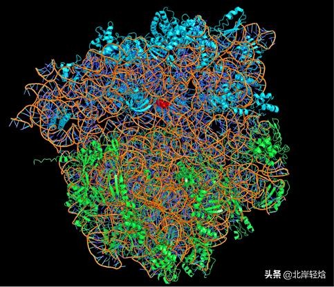 核糖体上蛋白质的合成过程（揭开生物体内合成蛋白质的奥秘）(19)