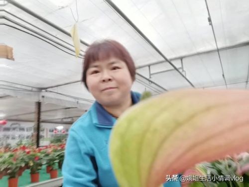 我的语文老师作文500字左右，厉害了我的语文老师作文500字-第2张图片-