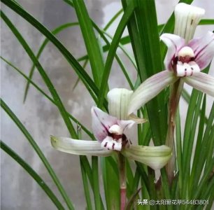 ​室内养的兰花怎么养才开花？