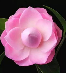 ​爱我的人为我痴心不悔（我为你痴心不悔）