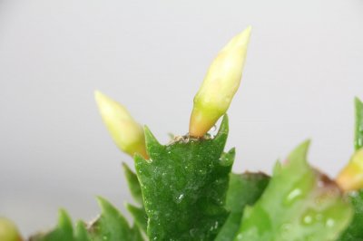 ​秋天1盆水，绿萝蟹爪兰蹭蹭冒芽，疯长起来不要命！